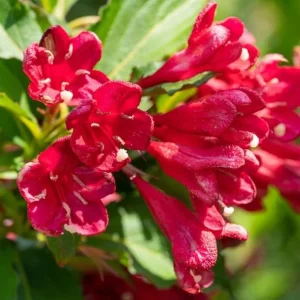 Red Weigela Live Plant - Quart Pot Flowering Shrub - Outdoor Garden - Image 4
