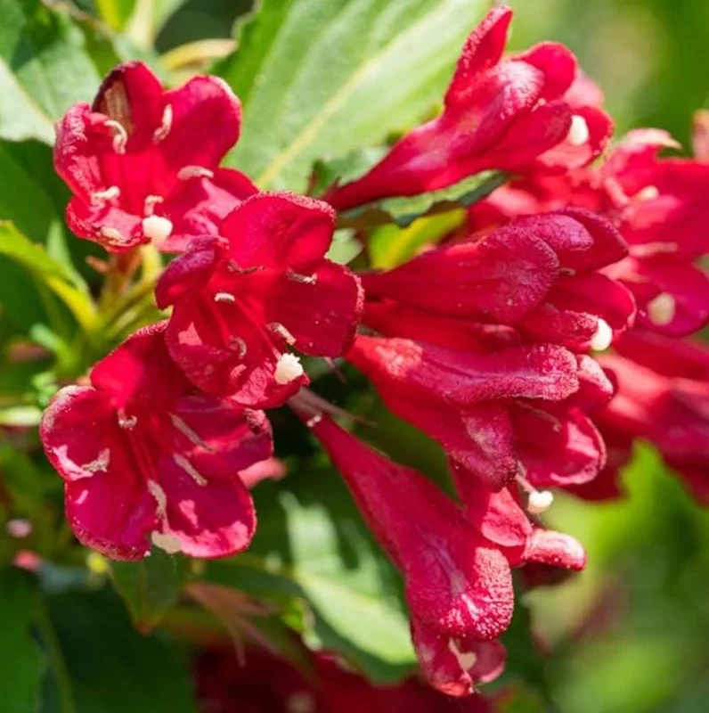 Red Weigela Live Plant - Quart Pot Flowering Shrub - Outdoor Garden - Image 4