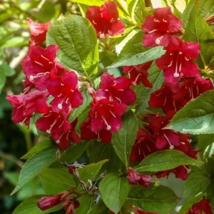 Red Weigela Live Plant - Quart Pot Flowering Shrub - Outdoor Garden - Image 5