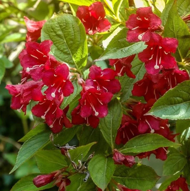 Red Weigela Live Plant - Quart Pot Flowering Shrub - Outdoor Garden - Image 5