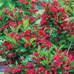 Red Weigela Live Plant - Quart Pot Flowering Shrub - Outdoor Garden - Image 6