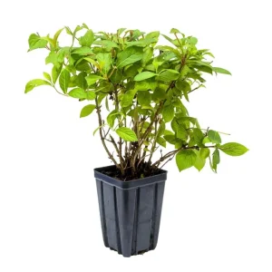 Red Weigela Live Plant - Quart Pot Flowering Shrub - Outdoor Garden - Image 7