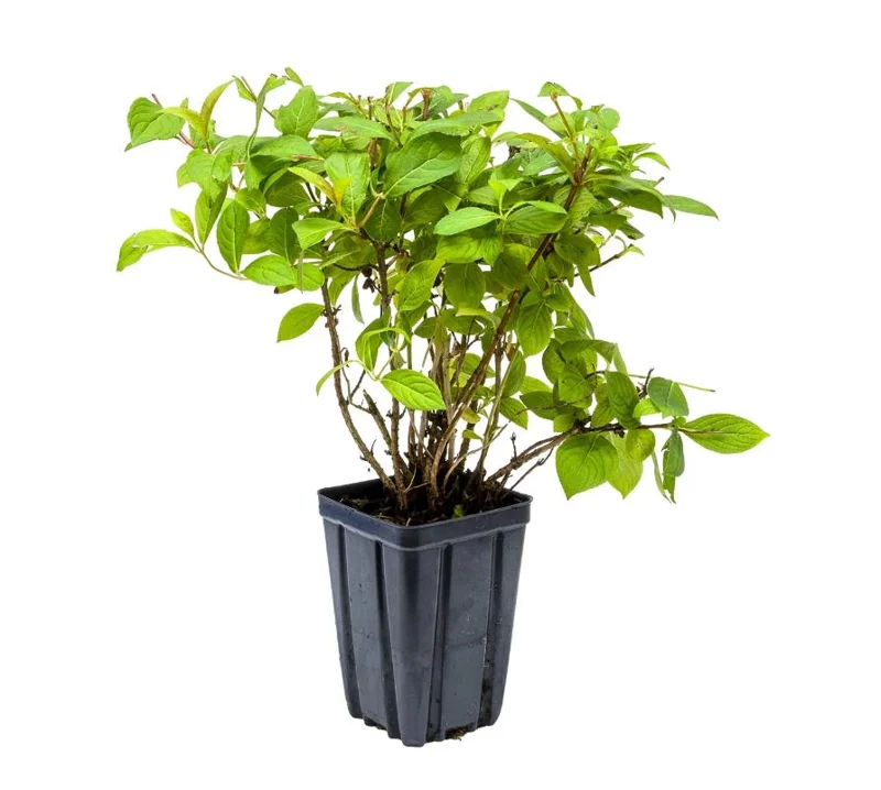 Red Weigela Live Plant - Quart Pot Flowering Shrub - Outdoor Garden - Image 7