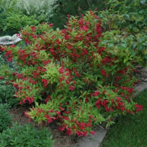 Red Weigela Live Plant - Quart Pot Flowering Shrub - Outdoor Garden - Image 8