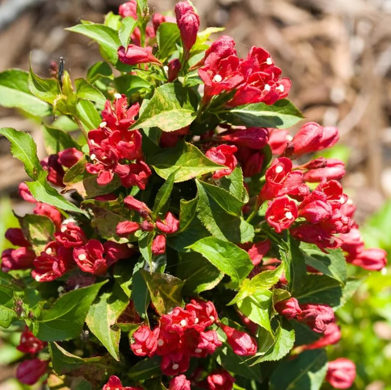 Red Weigela Live Plant - Quart Pot Flowering Shrub - Outdoor Garden - Image 9