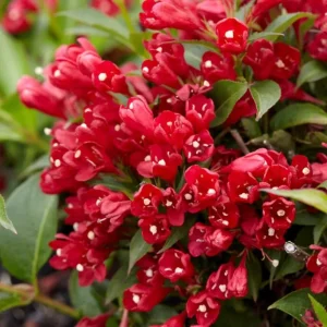 Red Weigela Live Plant - Quart Pot Flowering Shrub - Outdoor Garden - Image 1