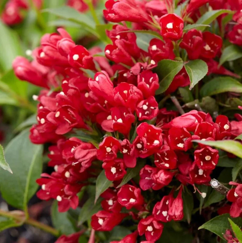 Red Weigela Live Plant - Quart Pot Flowering Shrub - Outdoor Garden - Image 1