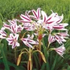 Red & White Crinum Lily Flower Bulbs - 1 Count - Up to 2 ft Tall - Indoor/Outdoor - Image 1