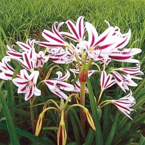 Red & White Crinum Lily Flower Bulbs - 1 Count - Up to 2 ft Tall - Indoor/Outdoor - Image 1