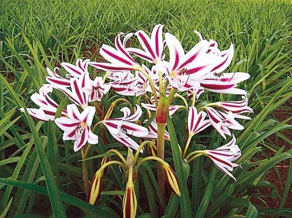 Red & White Crinum Lily Flower Bulbs - 1 Count - Up to 2 ft Tall - Indoor/Outdoor - Image 1