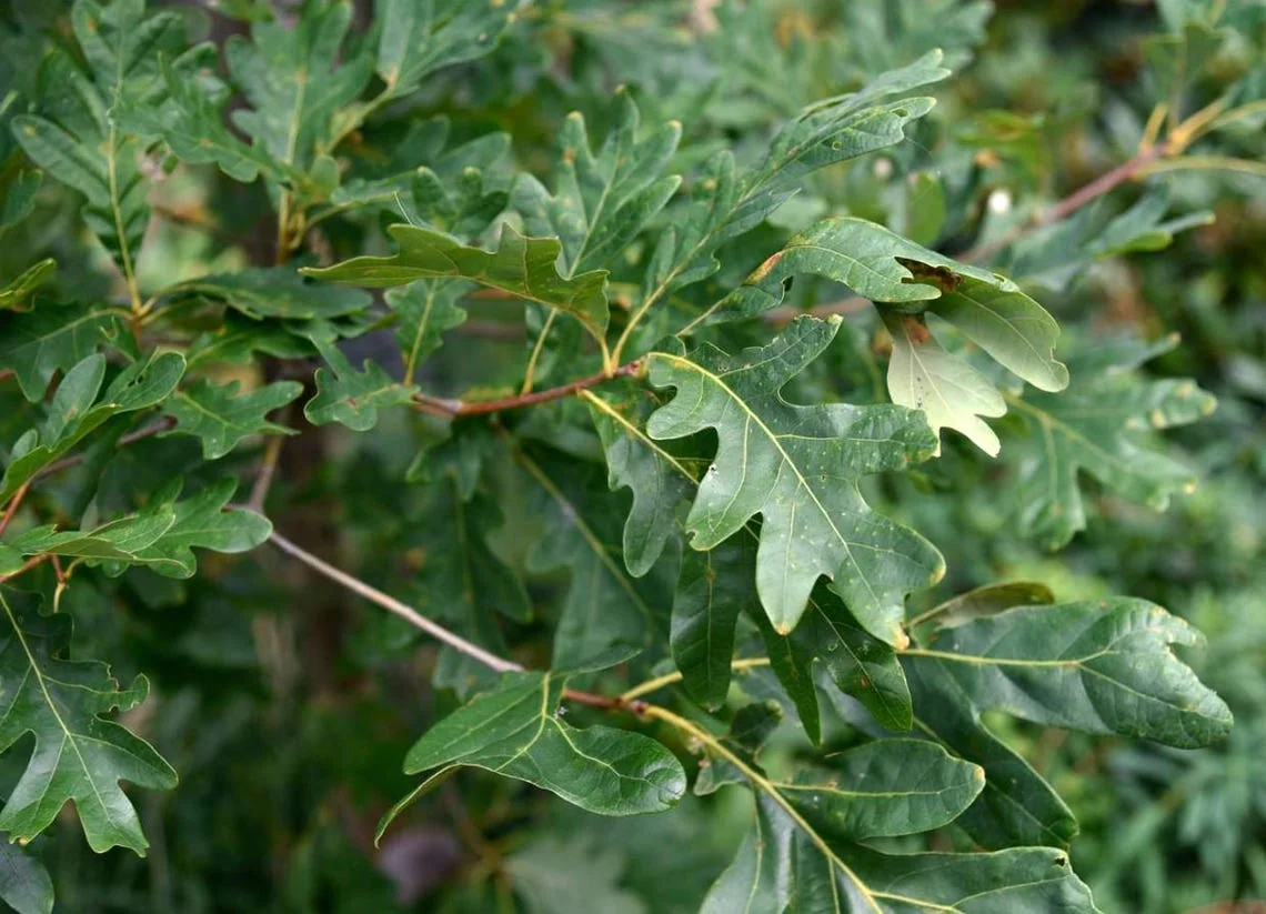 Red & Yellow Daylily Bare Roots - 3 Pack, Vibrant Bi-Color Blooms, Outdoor Flower Bulbs - Image 2