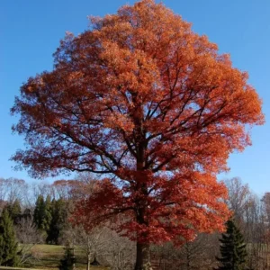 Red & Yellow Daylily Bare Roots - 3 Pack, Vibrant Bi-Color Blooms, Outdoor Flower Bulbs - Image 3