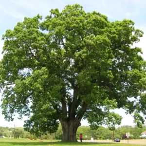 Red & Yellow Daylily Bare Roots - 3 Pack, Vibrant Bi-Color Blooms, Outdoor Flower Bulbs - Image 4