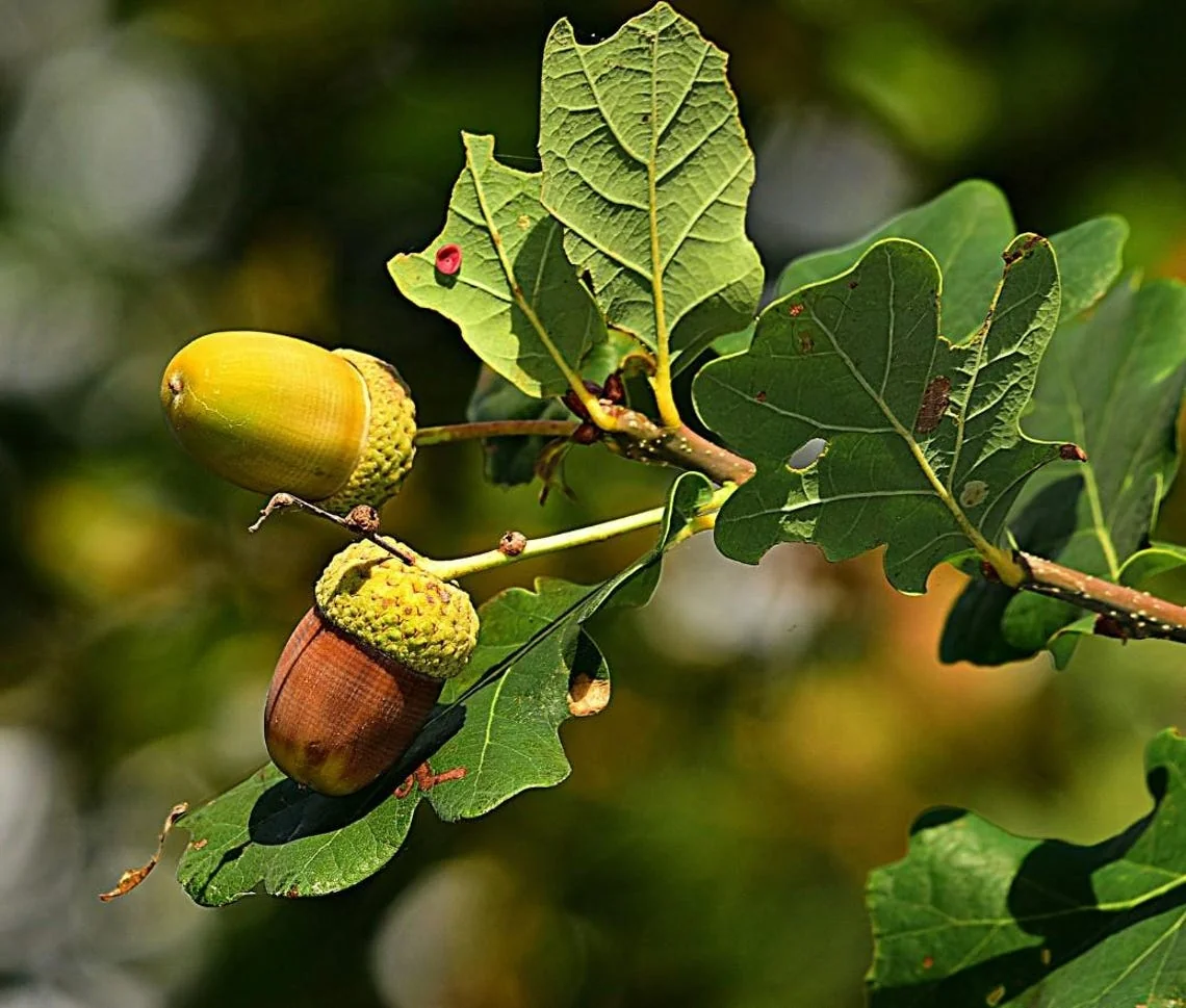Red & Yellow Daylily Bare Roots - 3 Pack, Vibrant Bi-Color Blooms, Outdoor Flower Bulbs - Image 1