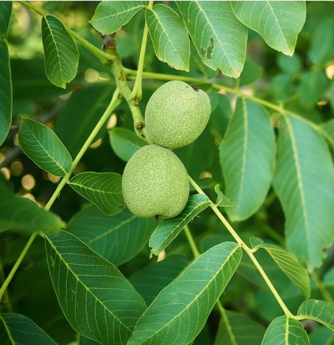 Red & Yellow Daylily Bare Roots, Hemerocallis Flowers, Set of 3, Hardy Outdoor Plant - Image 3