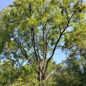 Red & Yellow Daylily Bare Roots, Hemerocallis Flowers, Set of 3, Hardy Outdoor Plant - Image 4