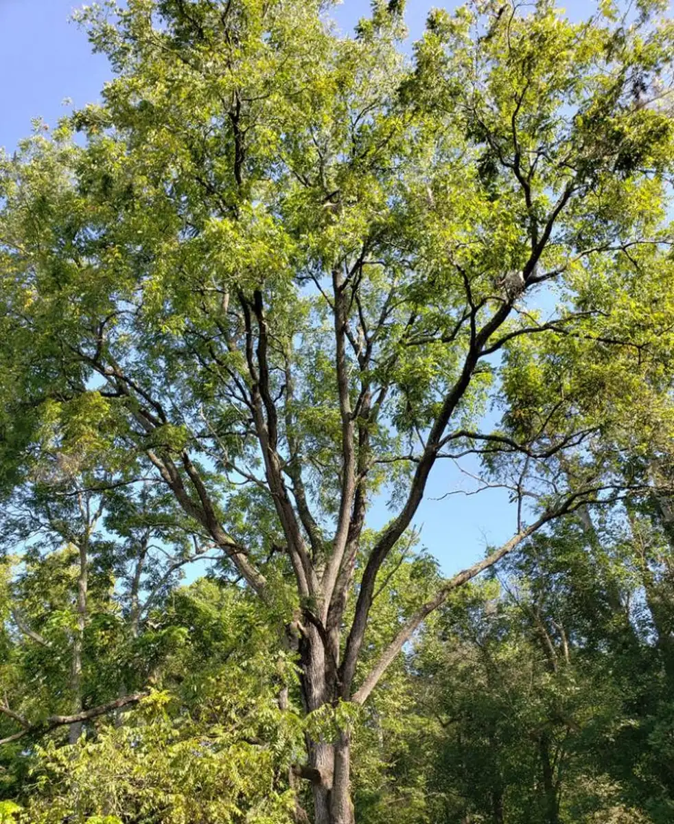 Red & Yellow Daylily Bare Roots, Hemerocallis Flowers, Set of 3, Hardy Outdoor Plant - Image 4