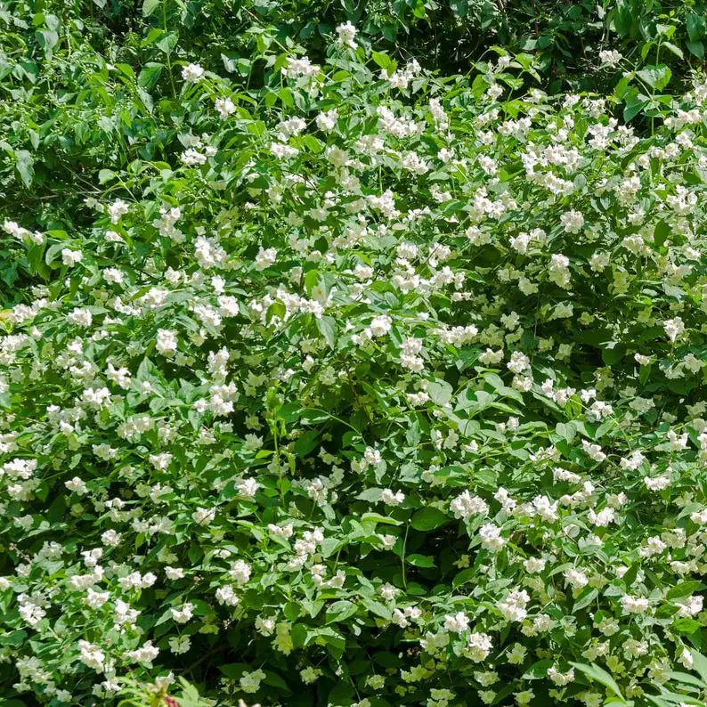 Red & Yellow Daylily Bare Roots - Set of 3 Hemerocallis Plants, Easy Care Outdoor - Image 4