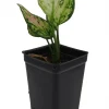 Red Zircon Chinese Evergreen Live Plant - Aglaonema - 2.5" Pot - Indoor - Image 1