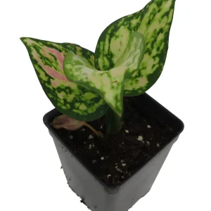 Red Zircon Chinese Evergreen Live Plant - Aglaonema - 2.5