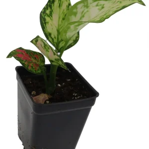 Red Zircon Chinese Evergreen Live Plant - Aglaonema - 2.5
