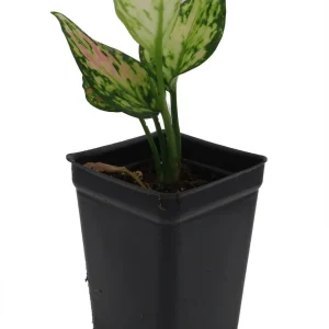 Red Zircon Chinese Evergreen Live Plant - Aglaonema - 2.5