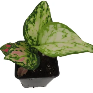 Red Zircon Chinese Evergreen Live Plant - Aglaonema - 2.5