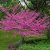Redbud Tree Live Plant, Bare Root, Dormant, 14-20 Inches Tall, 1-2 Year Old - Image 1