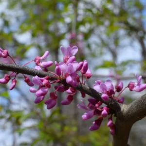 Redbud Tree Live Plant, Bare Root, Dormant, 14-20 Inches Tall, 1-2 Year Old - Image 3