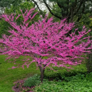 Redbud Tree Live Plant, Bare Root, Dormant, 14-20 Inches Tall, 1-2 Year Old - Image 1