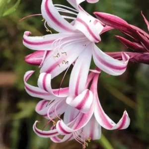 Red/White Crinum Lily Bulbs – Crinum asiaticum – Bulbs – 1 Count – Indoor/Outdoor - Image 1