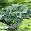 Regal Splendor Hosta Bare Root Plant - Frosty Blue Foliage, Purple Flowers - Image 1