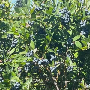 Reka Blueberry Live Plant – Vaccinium corymbosum – Northern Highbush – 1 Starter Plug - Image 4