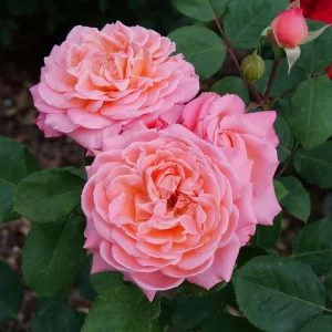 Reminiscent Coral Rose Live Plant - Vibrant Pink, Bowl-Shaped Blooms, 4 inch Pot - Image 3