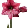 Revelation Waxed Amaryllis Bulb 28/32 - No Water Indoor Plant - Image 1