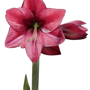 Revelation Waxed Amaryllis Bulb 28/32 - No Water Indoor Plant - Image 1