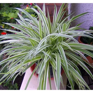Reverse Variegated Spider Plant - Live Houseplant - 3.5 inch Pot - Air Purifying - Image 2