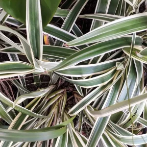 Reverse Variegated Spider Plant - Live Houseplant - 3.5 inch Pot - Air Purifying - Image 3