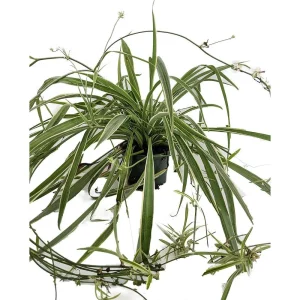 Reverse Variegated Spider Plant - Live Houseplant - 3.5 inch Pot - Air Purifying - Image 1