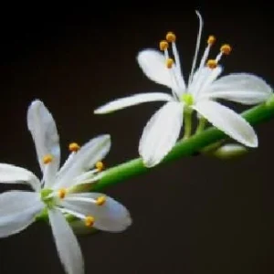 Reverse Variegated Spider Plant - Live Houseplant - 3.5 inch Pot - Air Purifying - Image 6