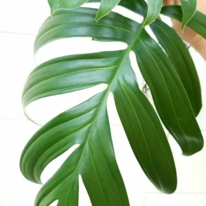 Rhaphidophora Decursiva Dragon Tail Live Plant – Giant Climber – 4 inch Pot - Image 2