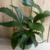 Rhaphidophora Decursiva Live Plant – Dragon Tail – 6 inch Pot – Indoor Climber - Image 1