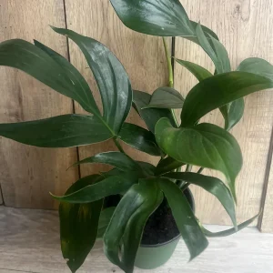 Rhaphidophora Decursiva Live Plant – Dragon Tail – 6 inch Pot – Indoor Climber - Image 1