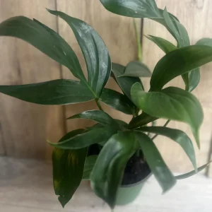 Rhaphidophora Decursiva Live Plant – Dragon Tail – 6 inch Pot – Indoor Climber - Image 5