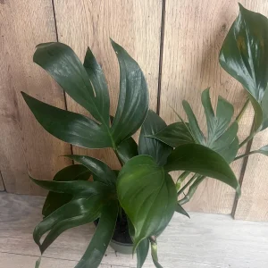 Rhaphidophora Decursiva Live Plant – Dragon Tail – 6 inch Pot – Indoor Climber - Image 6