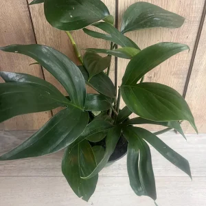 Rhaphidophora Decursiva Live Plant – Dragon Tail – 6 inch Pot – Indoor Climber - Image 8