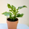 Rhaphidophora Tetrasperma Live Plant – Mini Monstera – 4 inch Nursery Pot – Indoor - Image 1