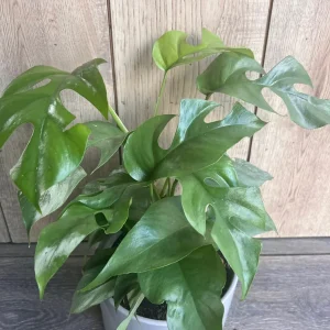 Rhaphidophora Tetrasperma Live Plant – Mini Monstera – 6 inch Pot – Indoor Vining Plant - Image 2
