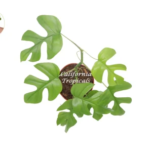 Rhaphidophora Tetrasperma Live Plant – Mini Monstera – 6 inch Pot – Indoor - Image 2