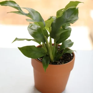 Rhaphidophora Tetrasperma Live Plant – Mini Monstera – 4 inch Nursery Pot – Indoor - Image 4